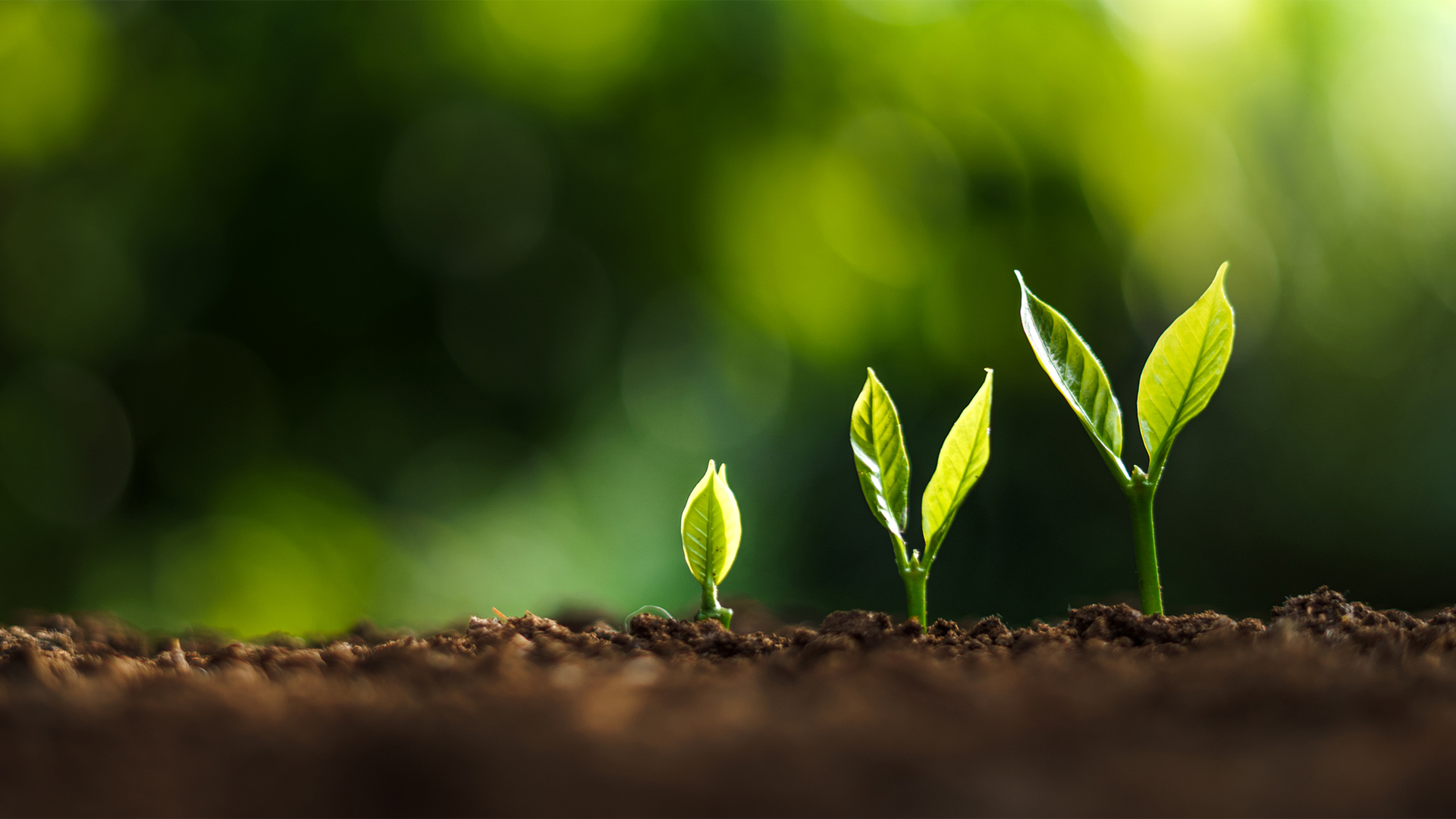 Three new tree shoots in soil with a green background